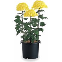 リッチェル 菊鉢9号 ブラック 4973895719912 1個（直送品）