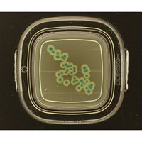 極東製薬工業 DDチェッカー(細菌検出用培地) XーGAL寒天培地 大腸菌群検出用 1箱(100枚入) 04221 1箱(100枚)（直送品）