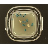 極東製薬工業 DDチェッカー(細菌検出用培地) MAX寒天培地 大腸菌・大腸菌群同時検出用 1箱(100枚入) 04231 1箱(100枚)（直送品）