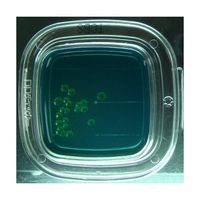 極東製薬工業 DDチェッカー(細菌検出用培地) TCBS寒天培地 腸炎ビブリオ検出用 1箱(100枚入) 04261 1箱(100枚)（直送品）