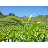 リプトン　エクストラクオリティー ダージリン　1個（450g）