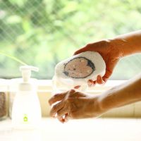 （100%天然素材）ポップアップスポンジ 水でふくらむ キッチンスポンジ カタカタ はりねずみ 1個 イーオクト