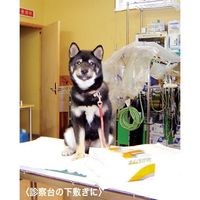 エスコ 380x600mm 工業用ワイパー(12束) EA929AT-6BA 1ケース(600枚)（直送品）