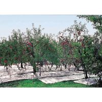 萩原工業 萩原 ターピー 強力アルミ反射クロス(有孔) アルミ/ナチュラル 1.8m×50m AHC-1850 1本 167-0156（直送品）