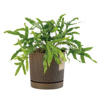 【園芸用品】Prosperplast PROSP TUBOエコポット　鉢カバー 13 コーヒー 45010 1個