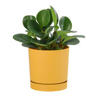 【園芸用品】Prosperplast PROSP TUBOカラーポット　鉢カバー 11 マスタード 45032 1個