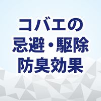 コバエコナーズ　ゴミ箱用　スカッシュミントの香り　腐敗抑制プラス 1個 KINCHO キンチョー
