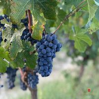 イタリア バルバネーラ パッソーネ・プリミティーヴォ 赤ワイン フルボディ 750ml 1本 光が丘興産