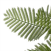 【軒先渡し】URBAN フェイクグリーン エバーフレッシュ 幅800×奥行800×高さ1800mm アイボリー EVE-180IV 1台（直送品）