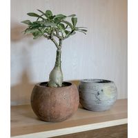 【園芸用品】welzo アンティークラウンドポット　ブラウン 4933136523173 1個