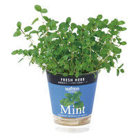 聖新陶芸 フレッシュベジハーブ ミント 102951 2個（直送品）