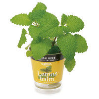 聖新陶芸 フレッシュベジ ハーブレモンバーム 102953 2個（直送品）