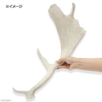 Leaf Corporation（リーフコーポレーション） 国産 ヘラジカの角 オブジェ 1本 インテリア 196363 1個（直送品）