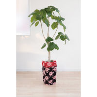 三陽商事 風呂敷 ランチクロス お弁当 50cm 中巾 京の両面おもてなし 椿 ブラック 364256 1個（直送品）