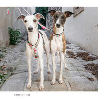 ルークラン リード 犬 M マックス&モーリー 中型犬 1.2m ポップガール 437639 1個（直送品）