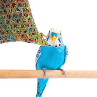 ルークラン おもちゃ 鳥 ループ バディ バンブーバスケット 486807 1個（直送品）