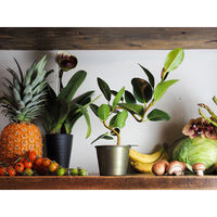 ホワイエ プランター MC円錐ポット 直径10.5×高さ8cm アイアン グリーンゴールド 404059 1個（直送品）