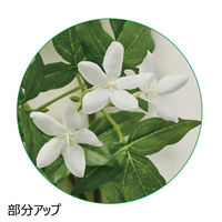 ストア・エキスプレス グレイスジャスミンガーランド 8255-1066 1本 55-24-8-1（直送品）