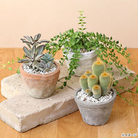 リーフ 多肉植物 アンティークポット 直径10×7.5cm 黒 226031 1個（直送品）