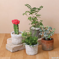 リーフ 多肉植物 アンティークポット 直径10×8.5cm 赤 226239 1個（直送品）