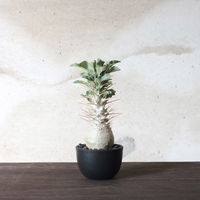 ventes BowlMid Size5 4595057072064 1個（直送品）