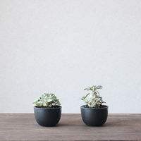 ventes BowlMid Size3 4595057072026 1個（直送品）