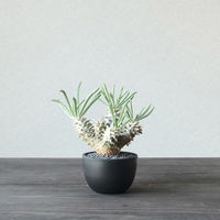 ventes BowlMid Size6 4595057072057 1個（直送品）