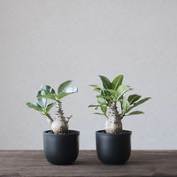 ventes BowlLong Size4 4595057072088 1個（直送品）