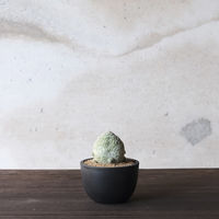 ventes BowlMid Size4 4595057072071 1個（直送品）