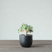 ventes BowlLong Size5 4595057072095 1個（直送品）