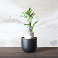 ventes BowlLong Size6 4595057072101 1個（直送品）