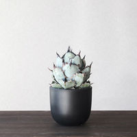 ventes BowlLong Size7 4595057072118 1個（直送品）