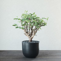 ventes BowlLong Size8 4595057072125 1個（直送品）