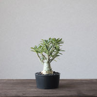 ventes BasicLow Size4 4595057072132 1個（直送品）