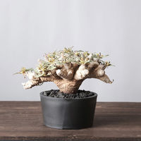 ventes BasicLow Size5 4595057072149 1個（直送品）