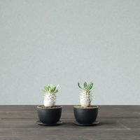 ventes PlasticPlate 70 4595057072194 1枚（直送品）