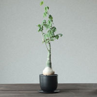 ventes PlasticPlate 135 4595057072217 1枚（直送品）