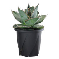 大和プラスチック 根はりポット 9型 4903266731694 1個（直送品）