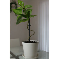 第一ビニール フリップサポート φ16mm×1800 1800mm 4968438027357 1本（直送品）