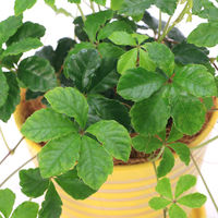 チャーム (観葉植物)シュガーバイン 陶器鉢植え パステルホルべL イエロー(1鉢) 348088 1鉢（直送品）