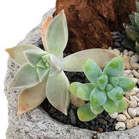 チャーム (多肉植物)おまかせハオルチアとプチ多肉 白溶岩石植え Sサイズ(1鉢) 352810 1鉢（直送品）