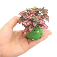 チャーム (観葉植物)おまかせミニ観葉 リトルアニマル カッパ(1鉢) 353533 1鉢（直送品）