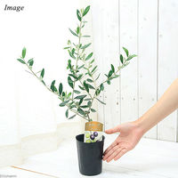 チャーム (観葉植物)果樹苗 オリーブの木 ルッカ 3.5号(1鉢) 家庭菜園 363819 1鉢（直送品）