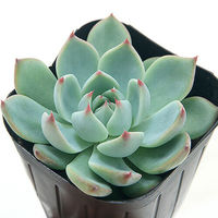 チャーム (多肉植物)エケベリア 桃太郎 2.5~3号(1ポット) 364395 1ポット（直送品）