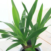 チャーム (観葉植物)ユッカ 青年の木 1本立 4号(1鉢) 364761 1鉢（直送品）
