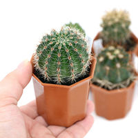 チャーム (多肉植物)サボテン 品種おまかせ 2号(1鉢) 366736 1鉢（直送品）