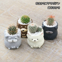チャーム (多肉植物)おまかせプチサボテン リトルドッグ 鉢おまかせ(1鉢) 368479 1鉢（直送品）