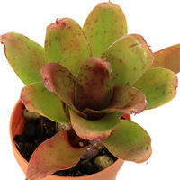 チャーム (観葉植物)ネオレゲリア ’チキータリンダ’ 2~3号(1鉢)タンクブロメリア 369262 1鉢（直送品）