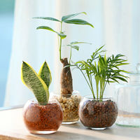 チャーム (観葉植物)ハイドロカルチャー サンスベリア バブルボールSS(1個) 373312 1個（直送品）