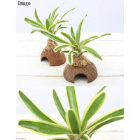 チャーム (観葉植物)テラリウム向け ネオレゲリア ココナッツシェルター付(1個) 431522 1個（直送品）